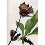 gentiana pannonica