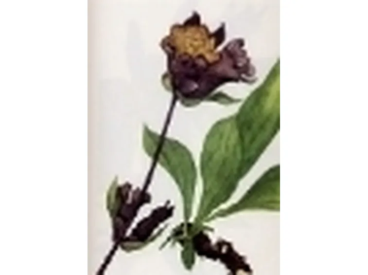 gentiana pannonica