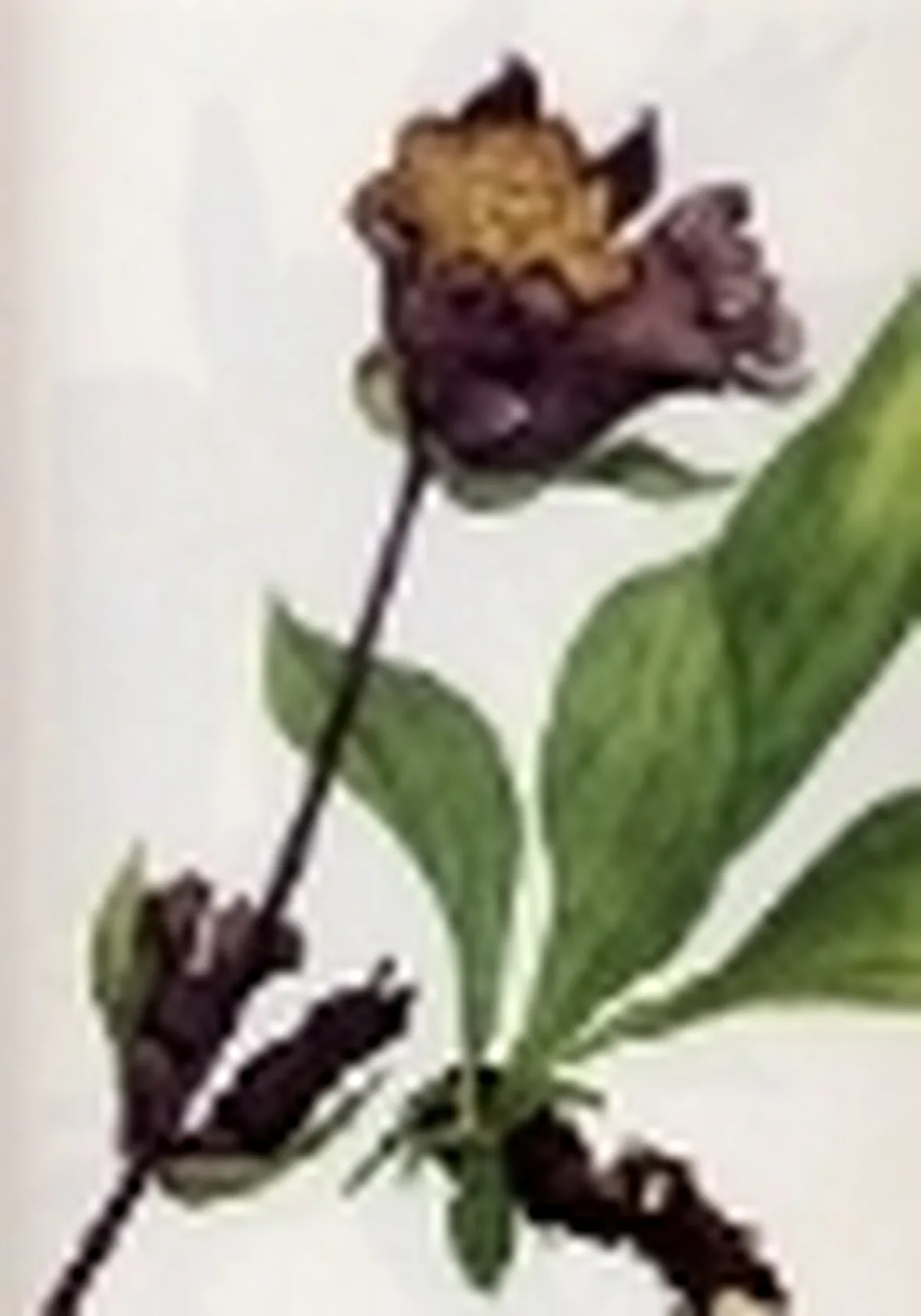 gentiana pannonica