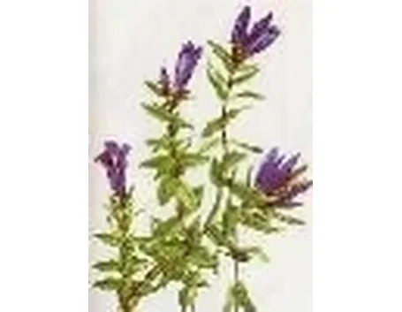 gentiana pneumonanthe