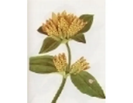 gentiana punctata