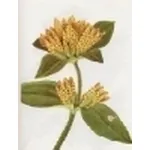 gentiana punctata