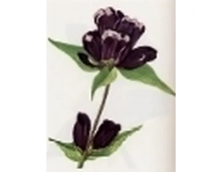 gentiana purpurea