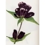 gentiana purpurea