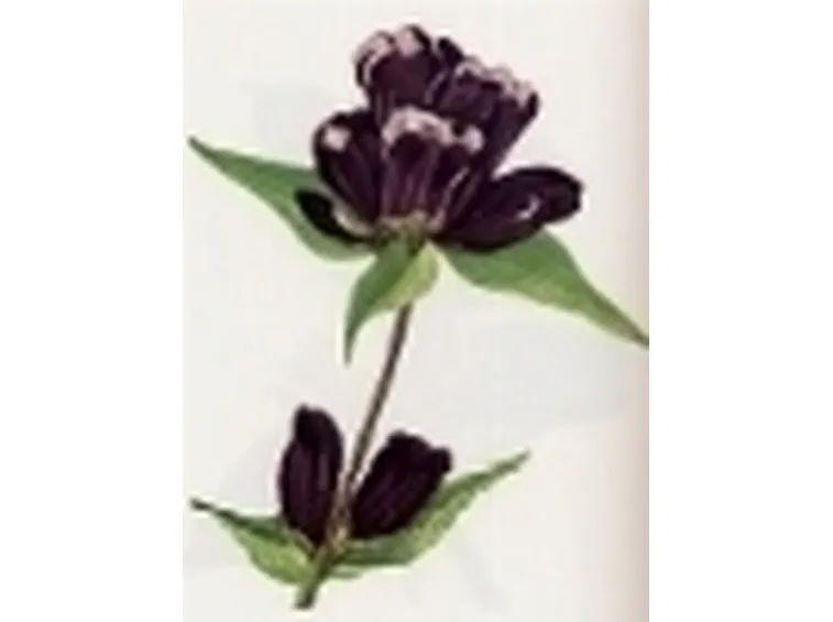 gentiana purpurea