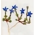genziana verna