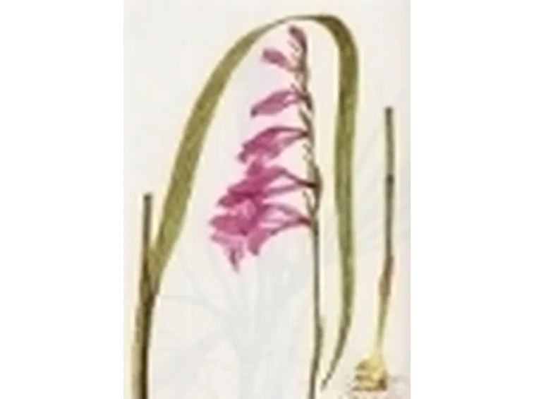 gladiolus palustris