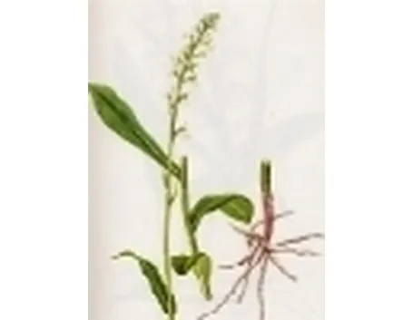 gymnadenia albida