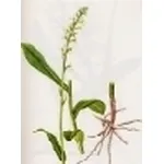 gymnadenia albida