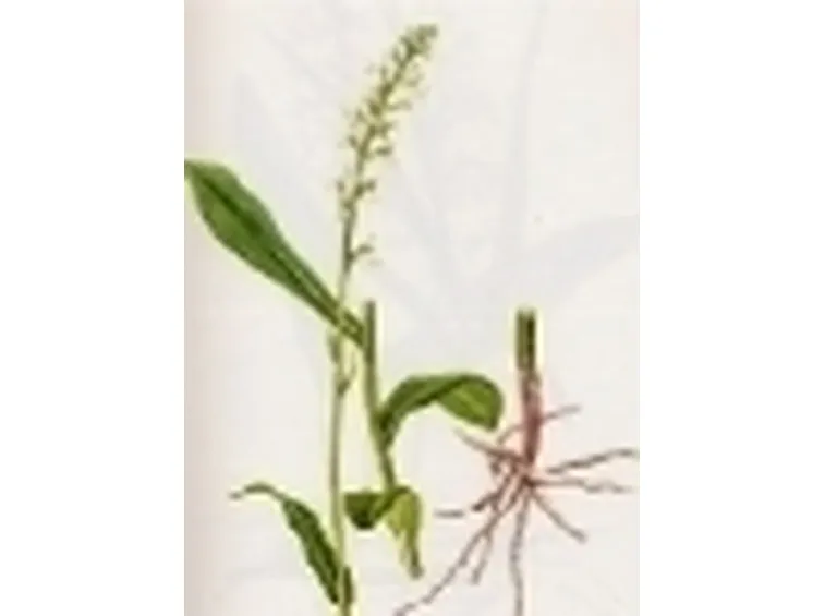 gymnadenia albida