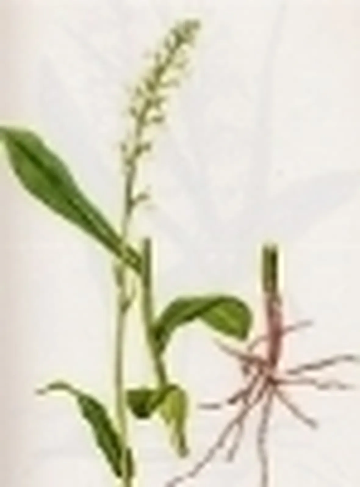 gymnadenia albida