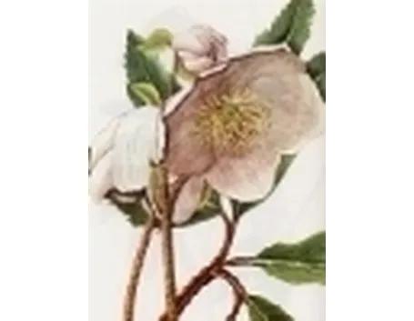 helleborus niger