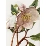 helleborus niger