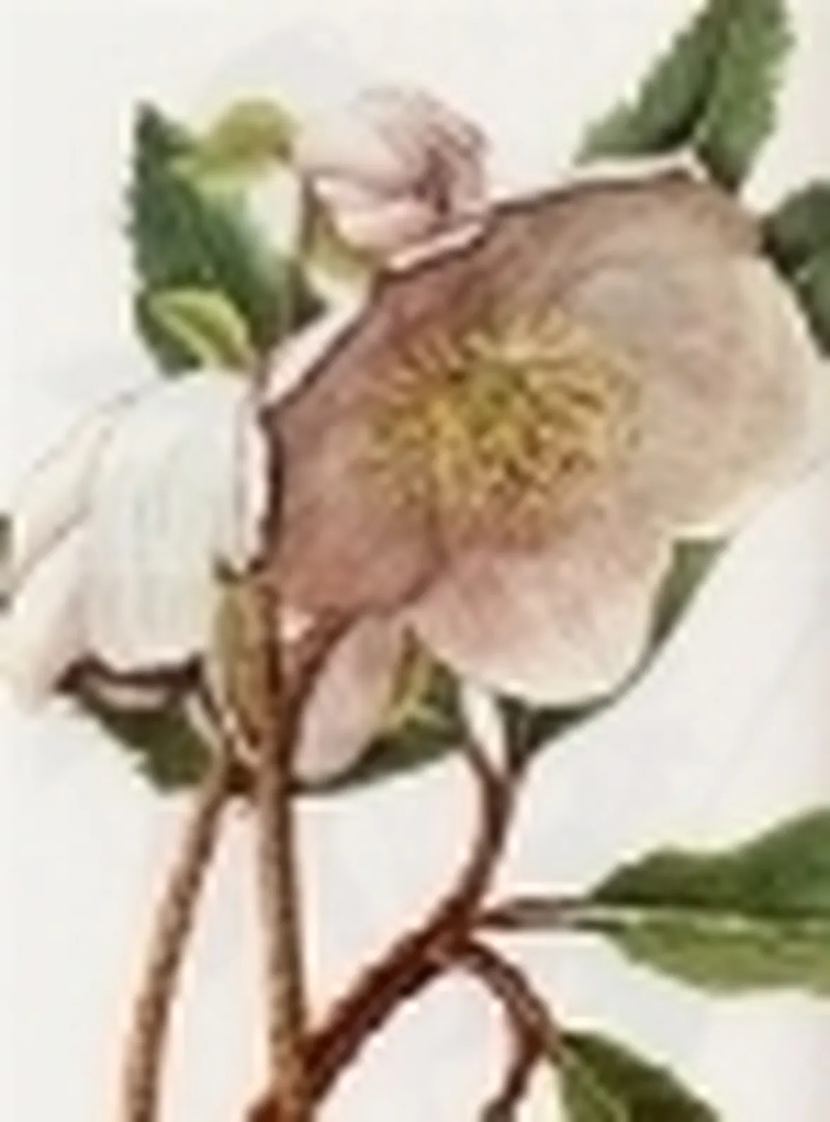 helleborus niger