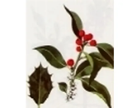 ilex aquifolium