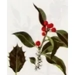 ilex aquifolium