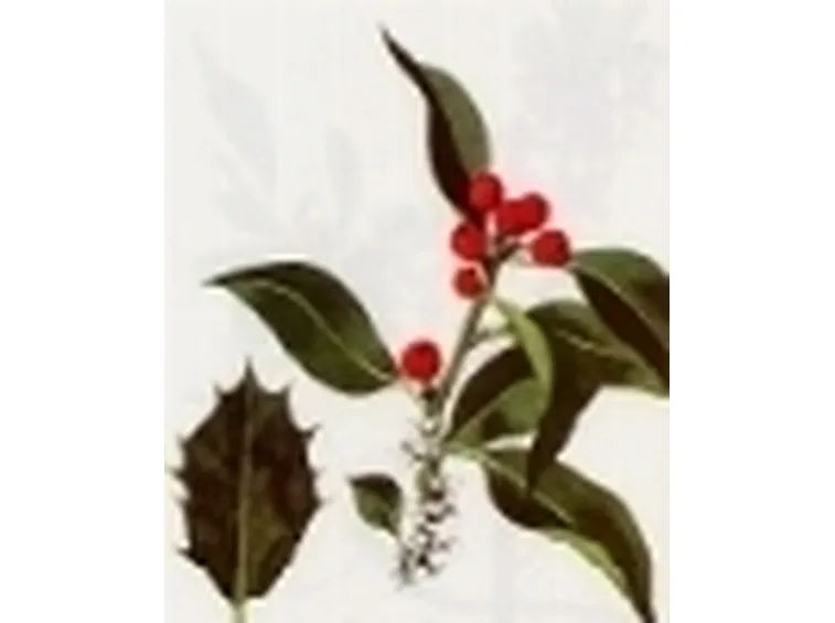 ilex aquifolium