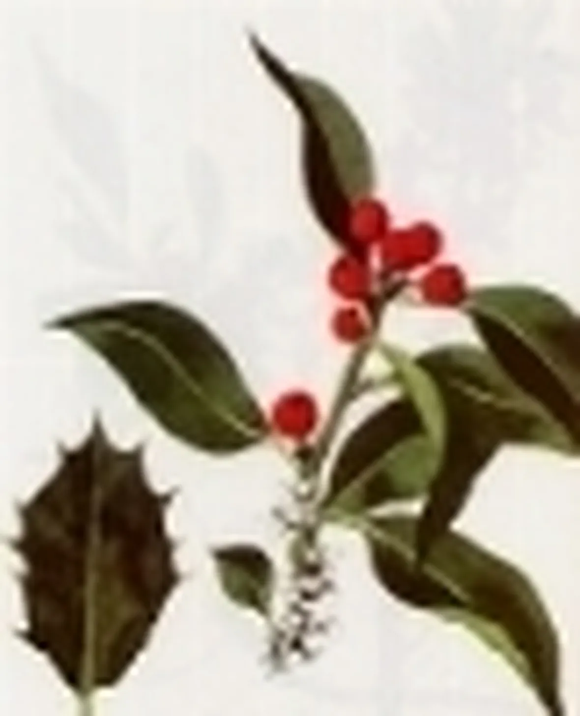 ilex aquifolium