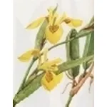 iris pseudoacorus 