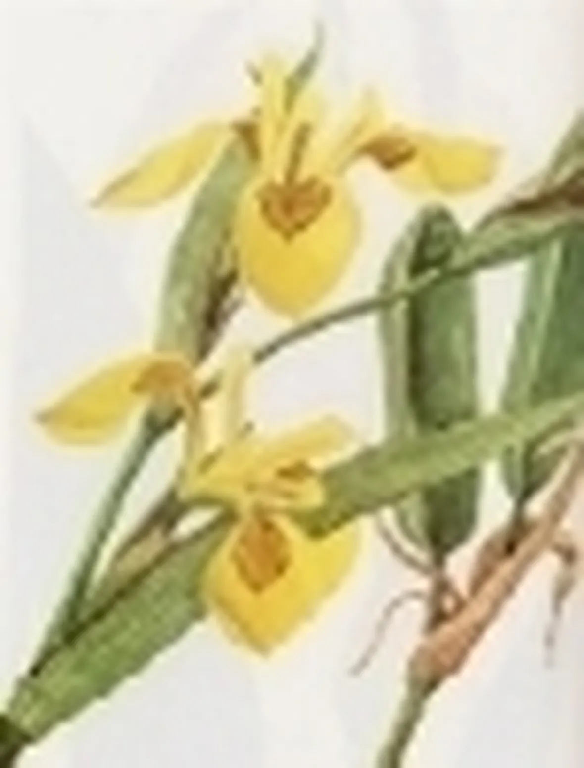 iris pseudoacorus 