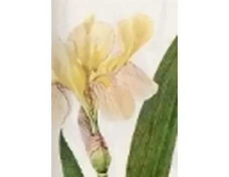iris variegata