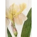 iris variegata
