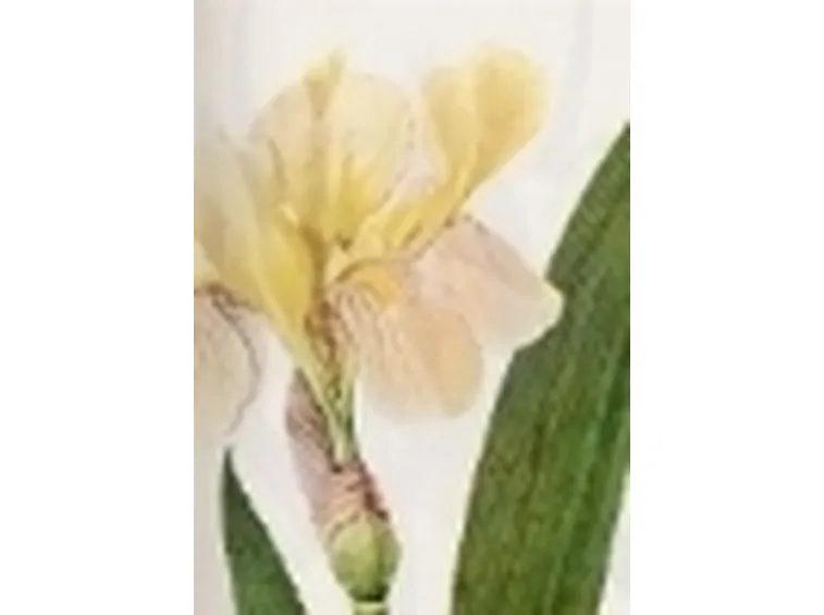 iris variegata