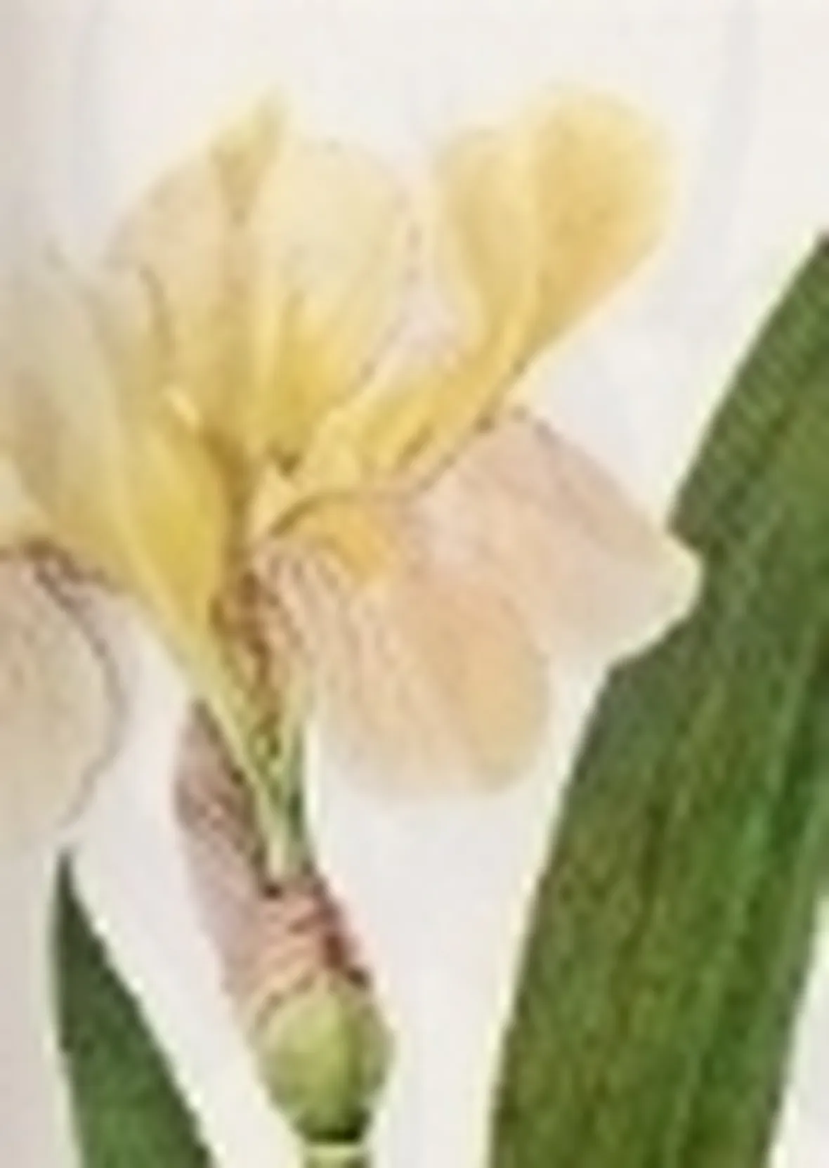 iris variegata
