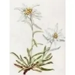 leontopodium alpinum