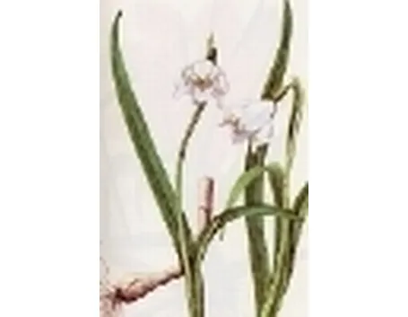 leucojum vernum