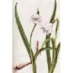 leucojum vernum