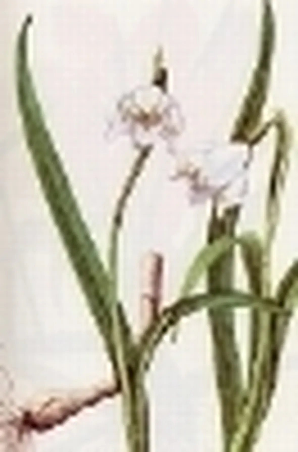 leucojum vernum