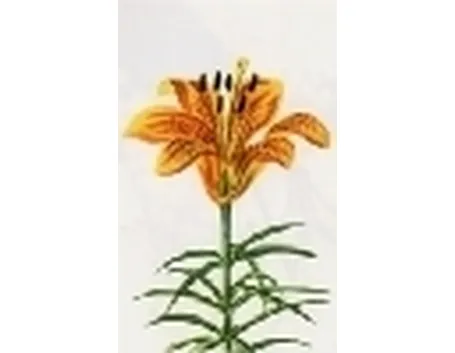 lilium bulbifera