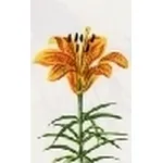 lilium bulbifera