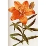lilium croceum