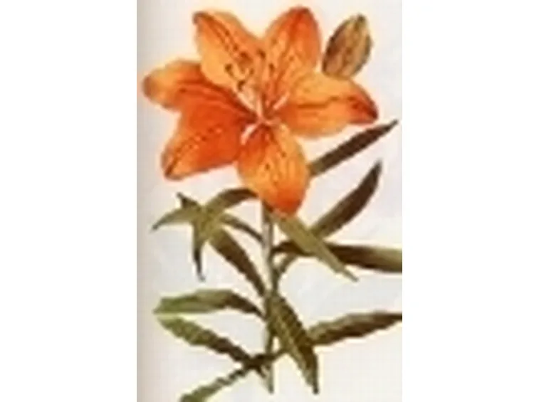 lilium croceum