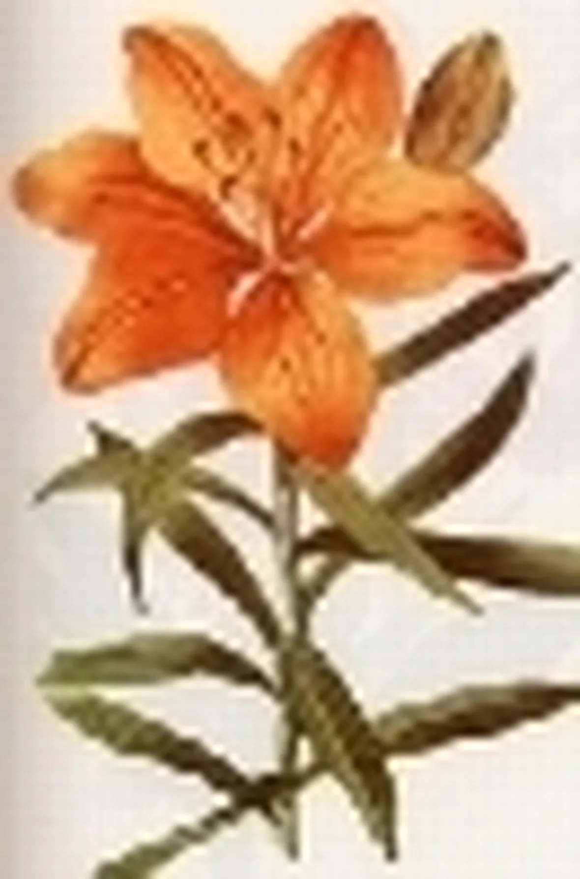lilium croceum