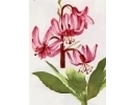lilium martagon