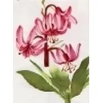 lilium martagon