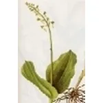 listera ovata