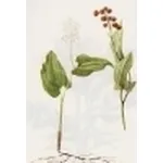 majanthemum bifolium