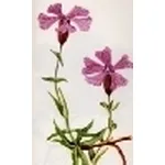melandrium elisabethae