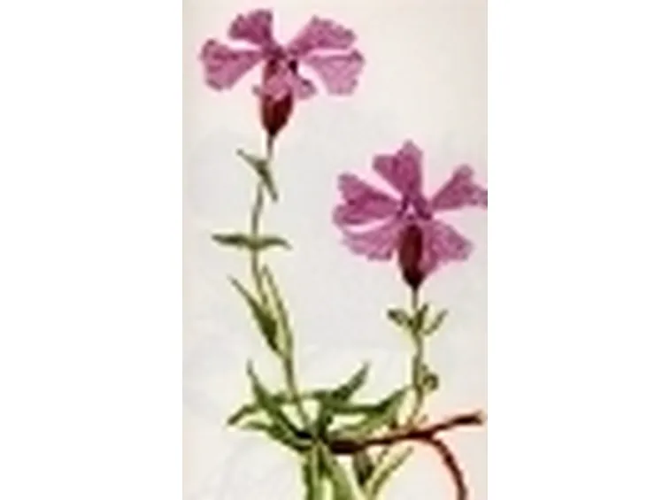 melandrium elisabethae