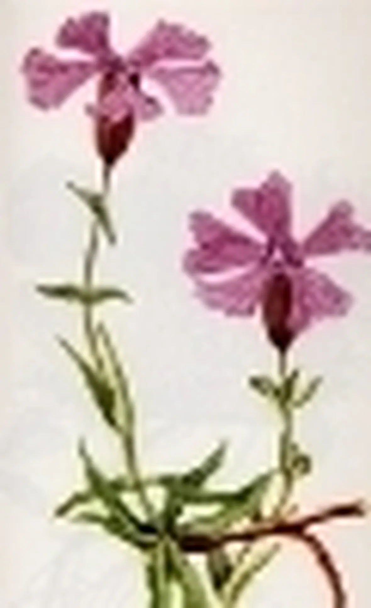 melandrium elisabethae