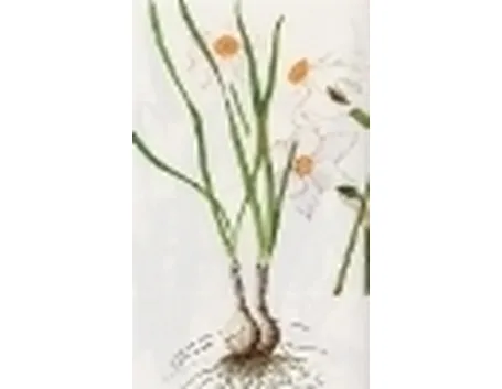 narcissus poeticus