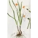 narcissus poeticus