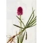nigritella miniata