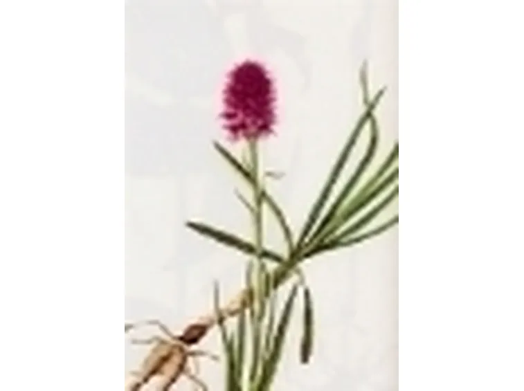 nigritella miniata