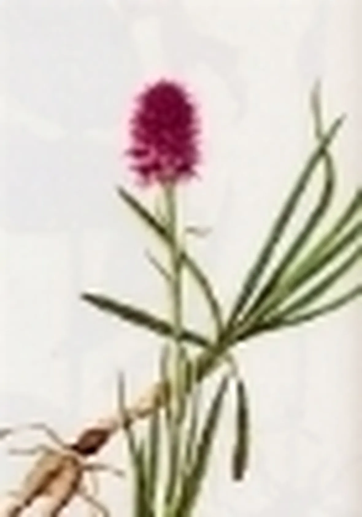 nigritella miniata