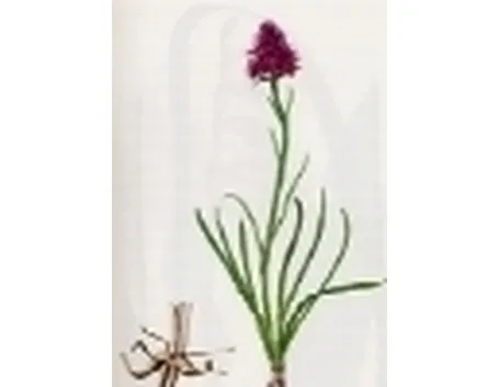 nigritella nigra
